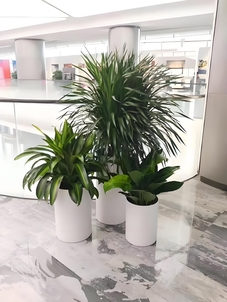 江北花木出租哪家好